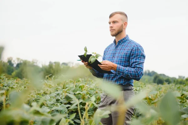 Farmer Agronomist Examining Green Soybean Plant Field — Stock Photo, Image