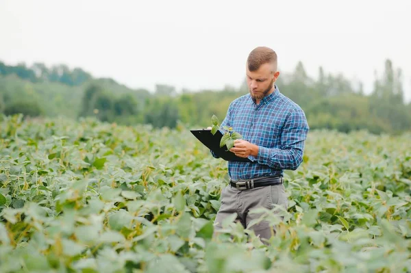 Giovane Agricoltore Nei Campi Soia — Foto Stock