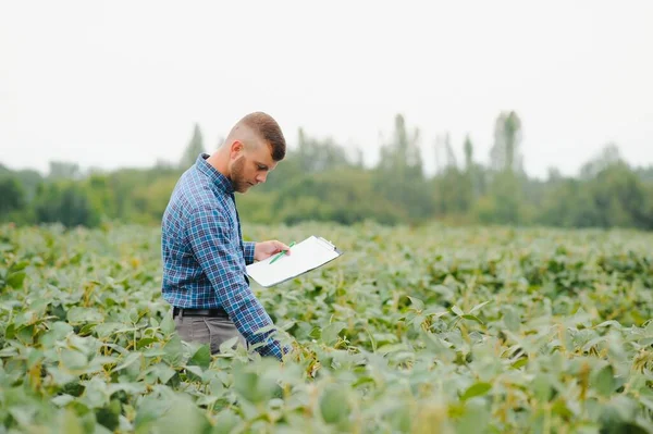 Agronomist Tarlada Yetişen Soya Fasulyesi Ekinlerini Inceliyor Tarım Üretim Konsepti — Stok fotoğraf