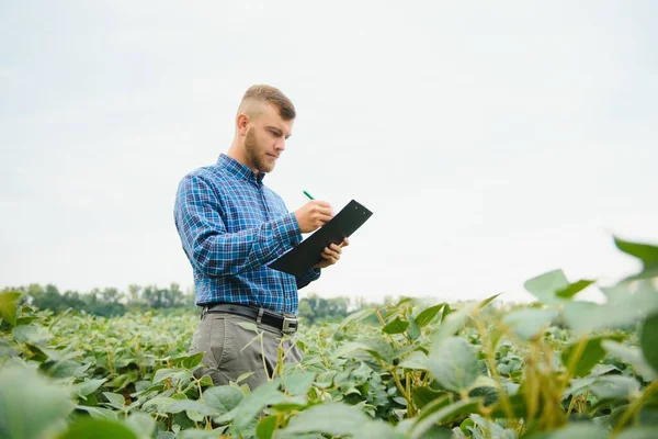 Agronomista Badający Uprawy Soi Rosnące Polu Uprawnym Koncepcja Produkcji Rolnej — Zdjęcie stockowe