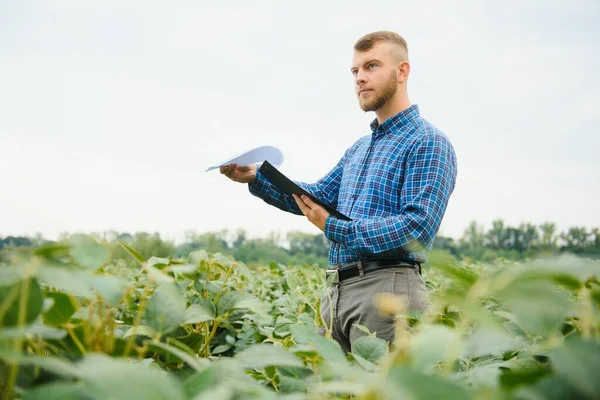Farmer Agronómus Egy Növekvő Zöld Szójabab Mezőn Mezőgazdasági Ipar — Stock Fotó