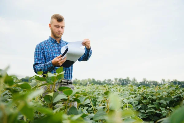 Zemědělský Agronomista Rostoucím Poli Zelenými Sójovými Boby Zemědělský Průmysl — Stock fotografie