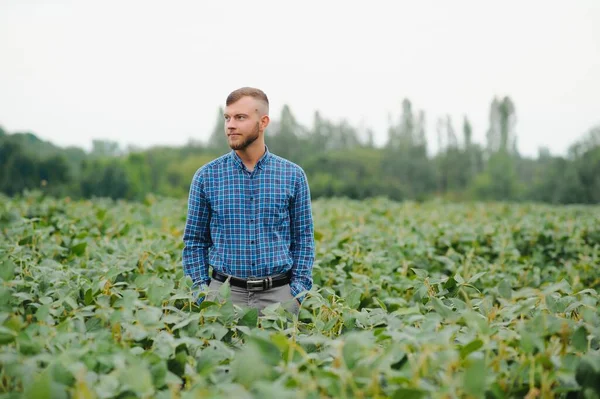 Agronomist tarlada yetişen soya fasulyesi ekinlerini inceliyor. Tarım üretim konsepti. Genç tarımcı yazın tarlada soya fasulyesi mahsulünü inceliyor. Soya tarlasında çiftçi