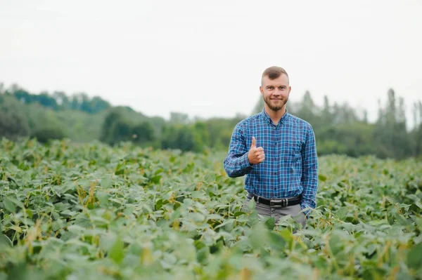 Agrónomo Que Inspecciona Los Cultivos Soja Que Crecen Campo Agrícola — Foto de Stock