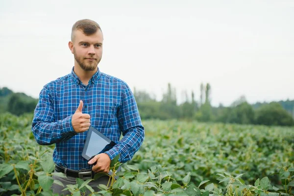 Fiatal Mezőgazdasági Termelő Szójababtermesztésben — Stock Fotó