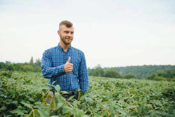 Landwirt Oder Agronom Untersucht Grüne Sojabohnenpflanze Feld — Stockfoto