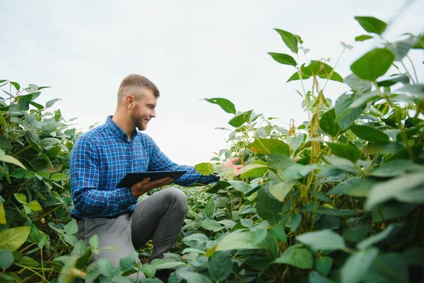 Giovane Affascinante Ingegnere Agricolo Accovacciato Nel Campo Soia Con Tablet — Foto Stock