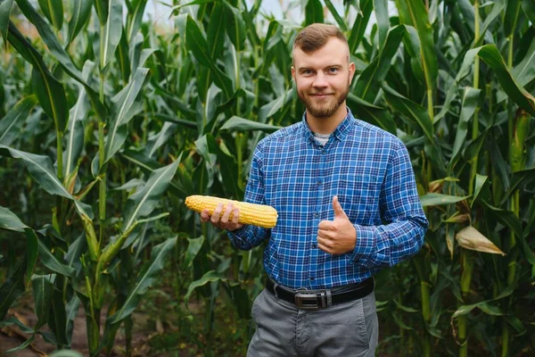 Farmer Kutató Üzem Kukoricafarmon Mezőgazdaság Tudomány Fogalma — Stock Fotó