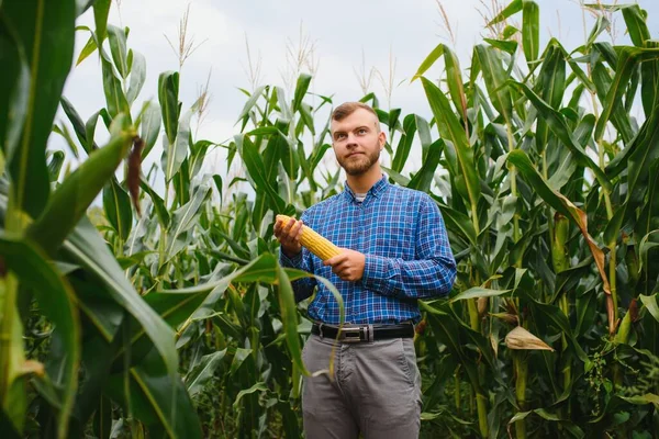 Kukoricacsutkát Ellenőrző Mezőgazdasági Termelő Földjén — Stock Fotó