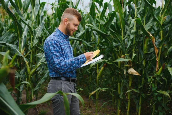 Farmer Kutató Üzem Kukoricafarmon Mezőgazdaság Tudomány Fogalma — Stock Fotó