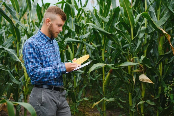 Farmer Kutató Üzem Kukoricafarmon Mezőgazdaság Tudomány Fogalma — Stock Fotó