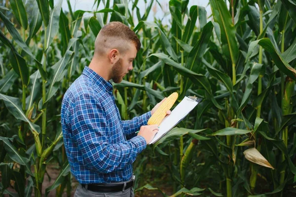 Farmer Kutató Üzem Kukoricafarmon Mezőgazdaság Tudomány Fogalma — Stock Fotó