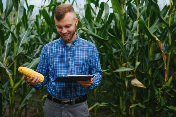 Farmer Kutató Üzem Kukoricafarmon Mezőgazdaság Tudomány Fogalma — Stock Fotó