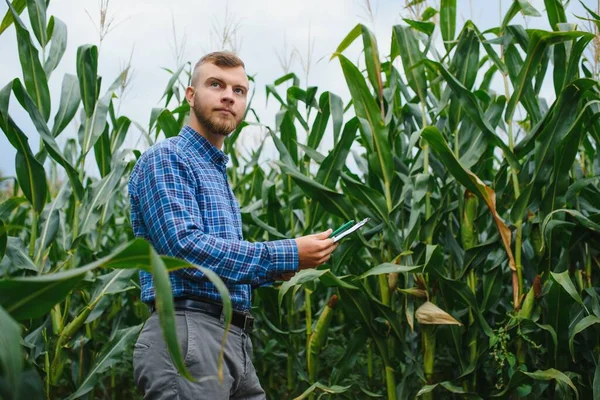 Egy Farmer Egy Mezőn Áll Egy Zöld Kukoricaültetvényt Vizsgál Mezőgazdasági — Stock Fotó