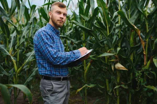 Egy Farmer Egy Mezőn Áll Egy Zöld Kukoricaültetvényt Vizsgál Mezőgazdasági — Stock Fotó