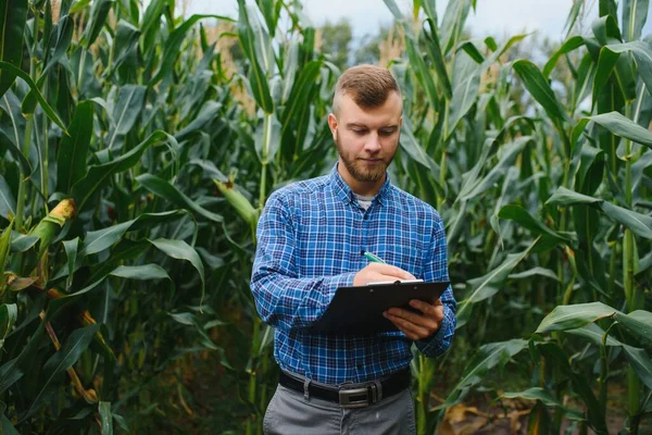 Kukoricacsutkát Ellenőrző Mezőgazdasági Termelő Földjén — Stock Fotó