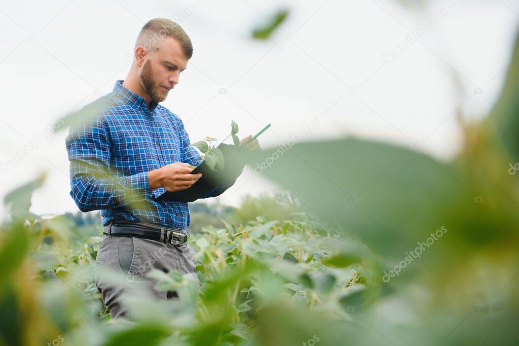 Farmer agronomist on a growing green soybean field. Agricultural industry.