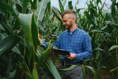 Bir adam mısır tarlasını teftiş ediyor ve zararlıları arıyor. Başarılı çiftçi ve tarım sektörü
