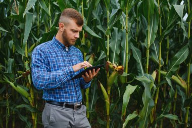 Agronomist mısır tarlasında tablet dokunmatik tablet bilgisayarını tutuyor ve hasat etmeden önce ekinleri inceliyor. Tarım sektörü konsepti. Brezilya çiftliği.