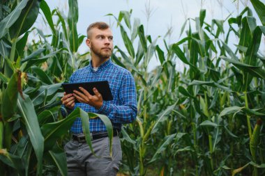 Çiftçi tarlasında mısır koçanı teftiş ediyor.