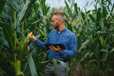 Çiftçi tarlasında mısır koçanı teftiş ediyor.