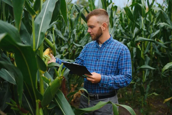 Egy Farmer Egy Mezőn Áll Egy Zöld Kukoricaültetvényt Vizsgál Mezőgazdasági — Stock Fotó