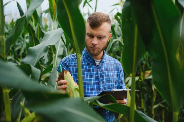 Farmer Badający Rośliny Farmie Kukurydzy Koncepcja Rolnictwa Naukowca — Zdjęcie stockowe