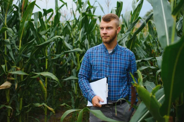 Farmer Kutató Üzem Kukoricafarmon Mezőgazdaság Tudomány Fogalma — Stock Fotó