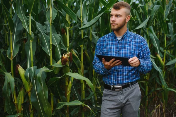ヨンハンサムな農学者は トウモロコシ畑にタブレットタッチパッドコンピュータを持ち 収穫前に作物を調べます 農業ビジネスの概念 農業技術者がタブレットを持ってトウモロコシ畑に立ち — ストック写真