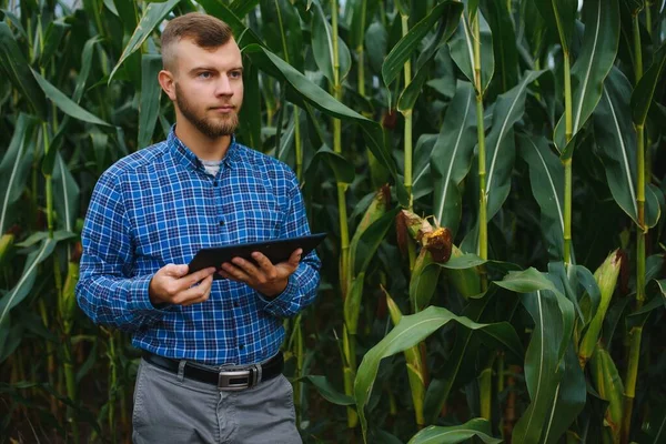 Agronomist Tartja Tabletta Érintőpad Számítógép Kukorica Területen Megvizsgálja Növények Betakarítás — Stock Fotó