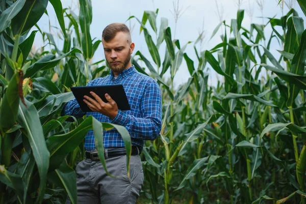 Farmer Badający Rośliny Farmie Kukurydzy Koncepcja Rolnictwa Naukowca — Zdjęcie stockowe