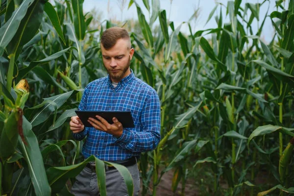 Agronomist holds tablet touch pad computer in the corn field and examining crops before harvesting. Agribusiness concept. Brazilian farm.