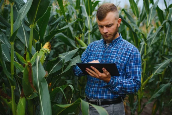 Farmer Badający Rośliny Farmie Kukurydzy Koncepcja Rolnictwa Naukowca — Zdjęcie stockowe