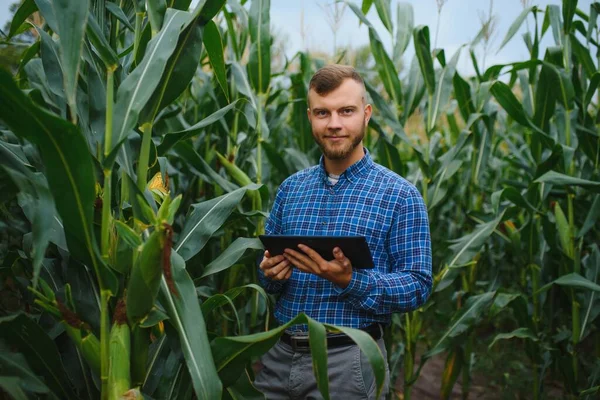 Farmer Kutató Üzem Kukoricafarmon Mezőgazdaság Tudomány Fogalma — Stock Fotó