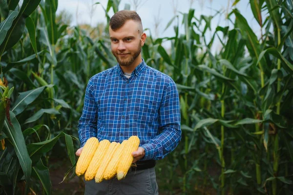 Egy Farmer Egy Mezőn Áll Egy Zöld Kukoricaültetvényt Vizsgál Mezőgazdasági — Stock Fotó