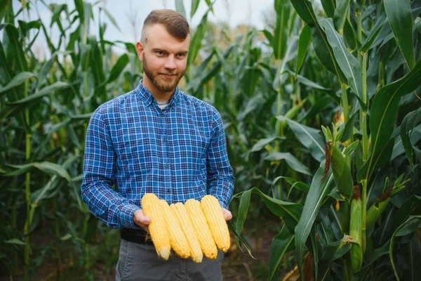 Kukoricacsutkát Tartó Azt Ellenőrző Mezőgazdasági Termelők — Stock Fotó