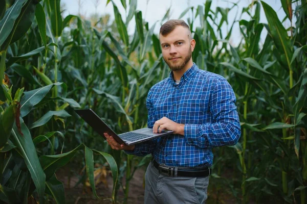 Egy Farmer Egy Mezőn Áll Egy Zöld Kukoricaültetvényt Vizsgál Mezőgazdasági — Stock Fotó