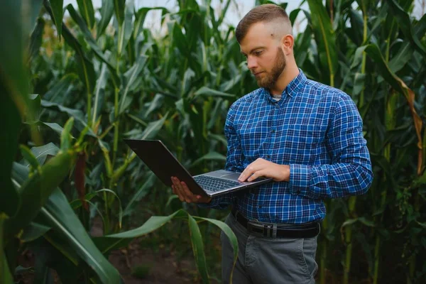Farmer Inspecting Corn Cob His Field — Stock Photo, Image