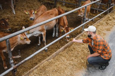 Çiftçi çömeliyor, ahırda buzağıları besliyor, sürdürülebilir tarım ve çiftlik hayvanı bakımını destekliyor.