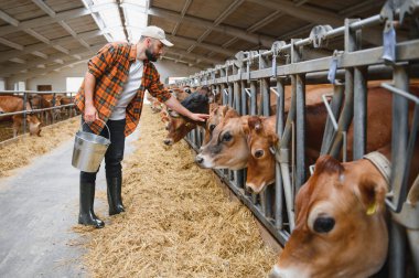 Çiftçi, kırsal yaşam ve tarımın sıcaklığıyla çevrili ahırda metal bir kova tutarken, Jersey ineklerini nazikçe okşuyor.