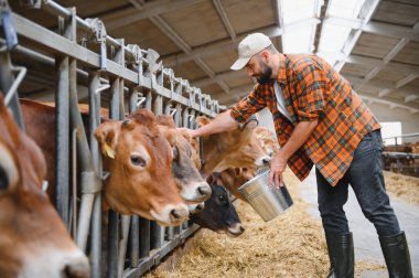 Çiftçi hayvanlarını besliyor, çağdaş bir ahırda inekleri için bir kovaya yem dolduruyor, sorumlu tarım uygulamalarını sergiliyor.