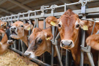 Jersey süt inekleri modern bir ahır ahırında samanla besleniyor sürdürülebilir tarım ve çiftlik hayvanı yetiştiriciliği sergiliyorlar.