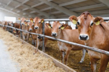 Jersey inekleri ahırlarında duruyor, rahat bir ahırda samanların tadını çıkarıyorlar, kırsal çiftlik hayatının ve süt ürünlerinin özünü somutlaştırıyorlar.