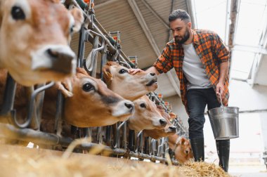 Genç çiftçi, elinde metal bir kova tutarken Jersey sığırlarını nazikçe okşuyor, çiftlik hayvanlarıyla çevrili bir çiftlikte gayretle çalışıyor.
