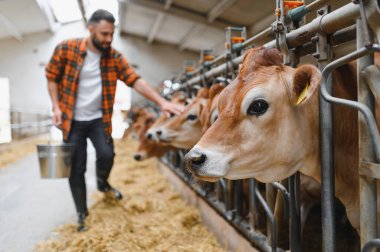 Çiftçi elinde metal bir kova taşırken rahat bir ahırda Jersey ineğini nazikçe okşuyor ve çiftlik hayvanlarıyla bekçi arasındaki bağı gözler önüne seriyor.
