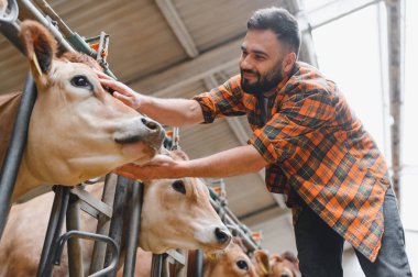 Genç çiftçi, modern bir mandıranın ahırında inekleri okşarken çiftlik hayvanlarına sevgi ve ilgi gösteriyor.