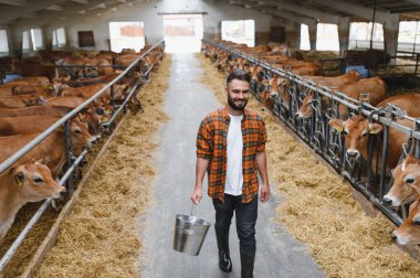 Genç çiftçi ahırda elinde metal kovayla yürüyor ve gülümsüyor. Etrafı saman yiyen Jersey sığırlarıyla çevrili.