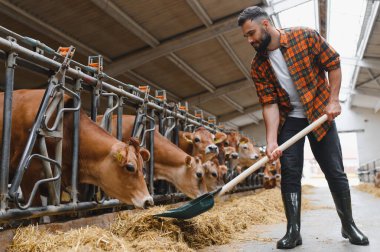 Çiftçi, geniş bir ahırın içinde Jersey ineklerine saman dağıtmak için kürek kullanıyor. Kırsal hayatın günlük rutinlerini ve çiftlik hayvanlarını vurguluyor.