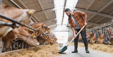 Çiftçi, Jersey sığırlarına saman saçmak için yaba kullanıyor. Geleneksel tarım ortamında çiftlik hayvanlarına bakıyor.