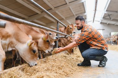 Çiftçi Jersey sığırlarını samanla besliyor, sorumlu hayvan bakımı ve sürdürülebilir tarım uygulamalarını ahır ortamında sergiliyor.